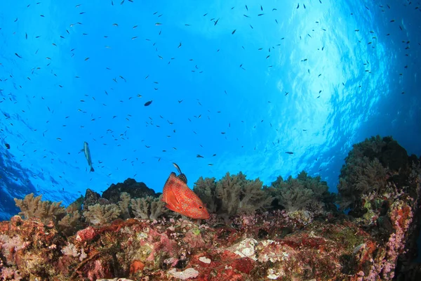 Habitantes Marinhos Com Cena Subaquática Oceano Azul Profundo — Fotografia de Stock