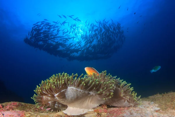 深海の海底に住む海洋生物は — ストック写真