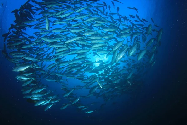 Meeresbewohner Mit Unterwasserszene Tiefblauen Ozean — Stockfoto