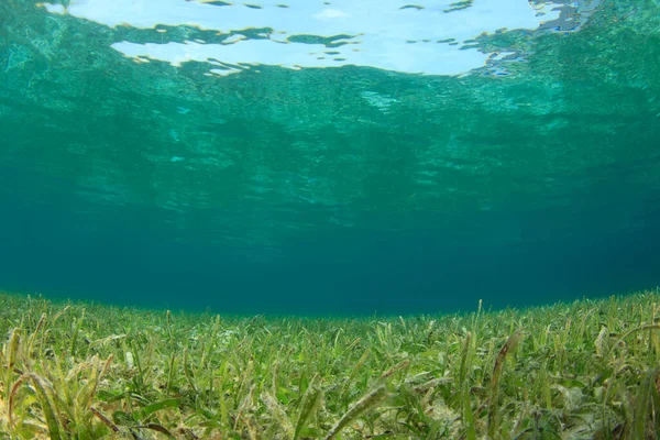 Marine algae on the depth of the ocean