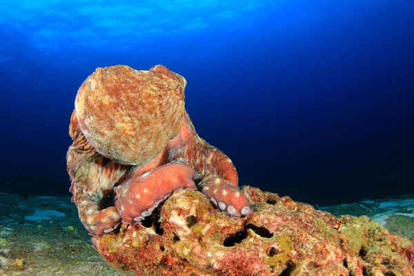 Octopus Syvällä Meressä — kuvapankkivalokuva