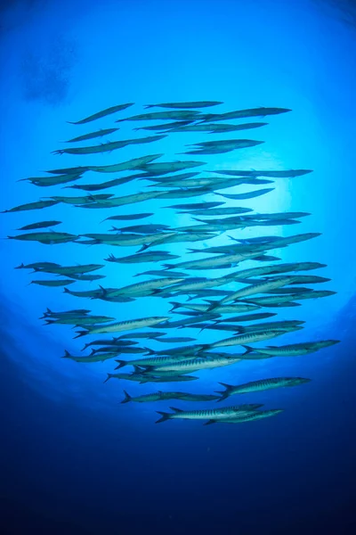 Habitantes Marinhos Com Cena Subaquática Oceano Azul Profundo — Fotografia de Stock