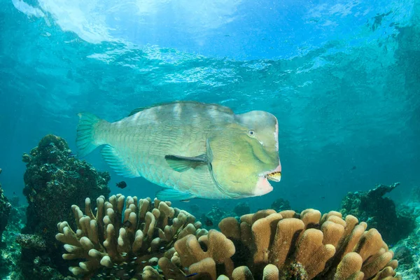 Jättiläismäiset Kalat Meren Syvyyksissä — kuvapankkivalokuva