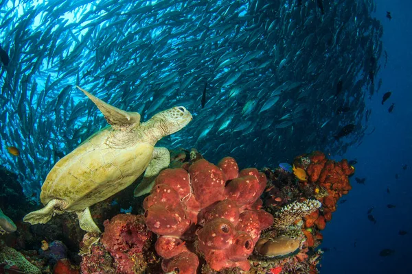 Tortuga Gigante Hábitat Natural Del Océano — Foto de Stock