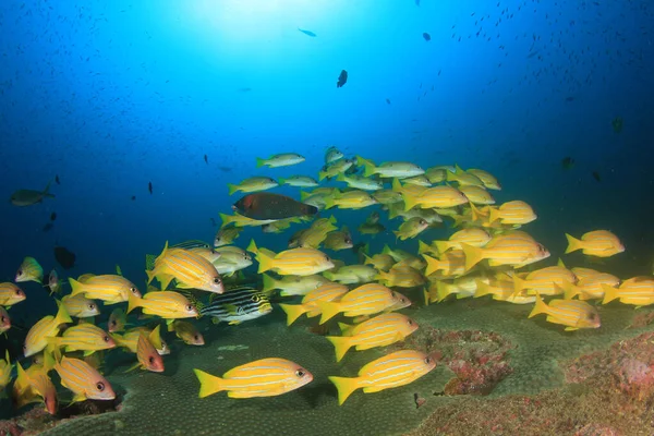 Zeebewoners Met Onderwater Scene Diepblauwe Oceaan — Stockfoto