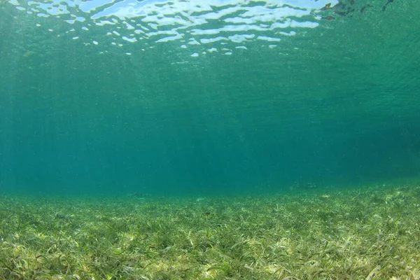 Marine algae on the depth of the ocean