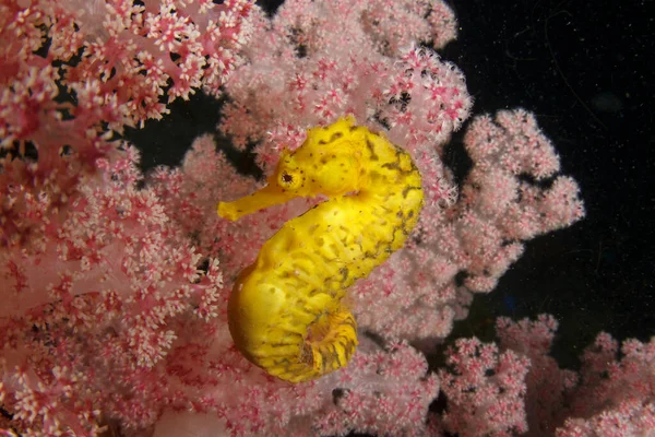 Underwater Sea Coral Reef Sea Horse Deep Water — Stock Photo, Image
