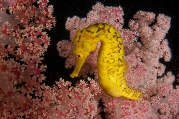 Подводный Коралловый Риф Морским Коньком Глубокой Воде — стоковое фото