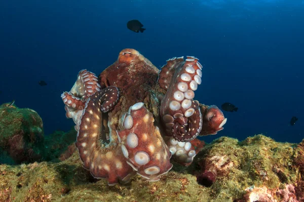 Octopus in the depth of the ocean