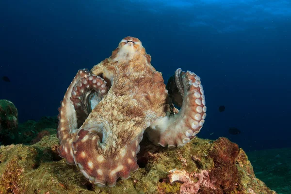 Octopus Syvällä Meressä — kuvapankkivalokuva