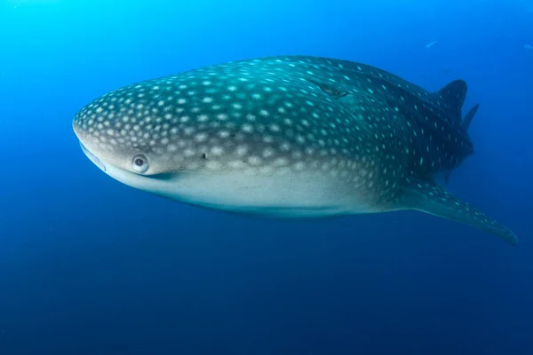 Tiburón Enorme Profundidad Del Océano —  Fotos de Stock