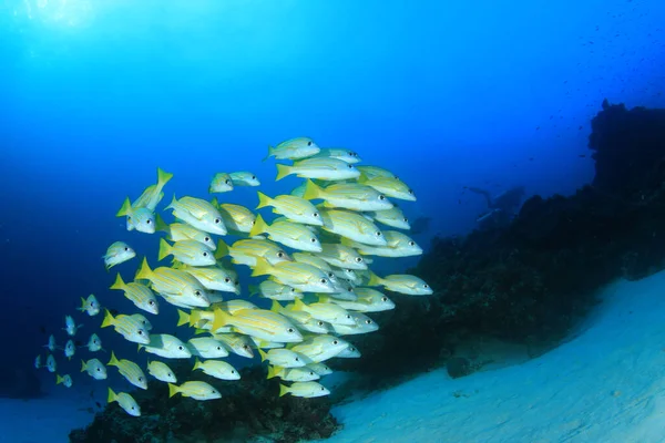 Zeebewoners Met Onderwater Scene Diepblauwe Oceaan — Stockfoto