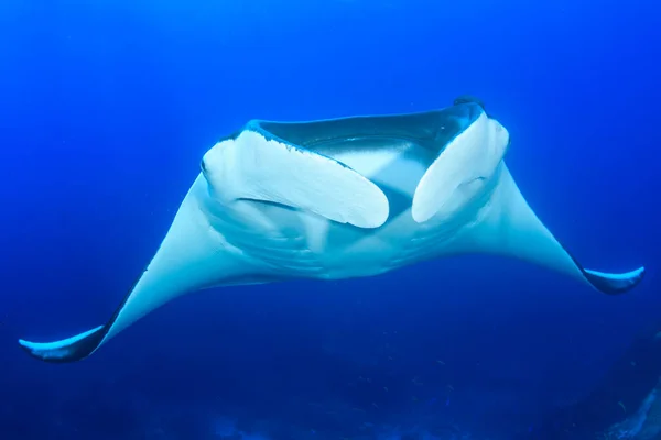 Gros Plan Des Poissons Raies Dans Lumière Bleue Mer — Photo