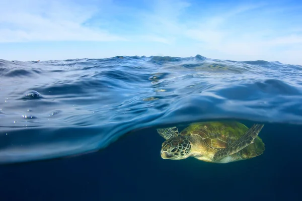 Giant turtle in natural ocean habitat