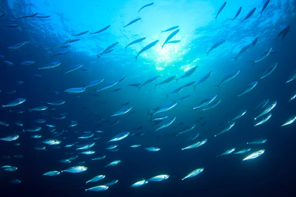 Habitantes Marinos Con Escena Submarina Océano Azul Profundo — Foto de Stock