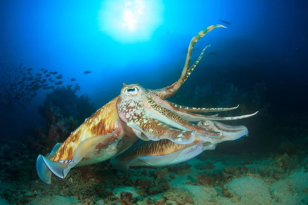 Faarao Cuttlefish Pari Pariutumisen — kuvapankkivalokuva