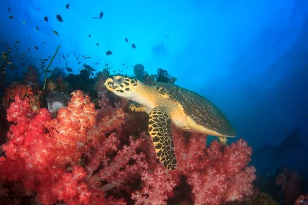 Jättiläiskilpikonna Meren Luonnollisessa Elinympäristössä — kuvapankkivalokuva