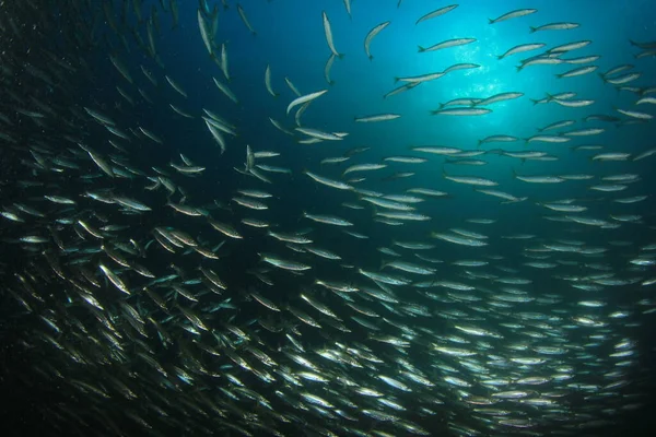 Meeresbewohner Mit Unterwasserszene Tiefblauen Ozean — Stockfoto