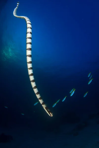 Vedenalainen Valokuvaus Merikäärme — kuvapankkivalokuva