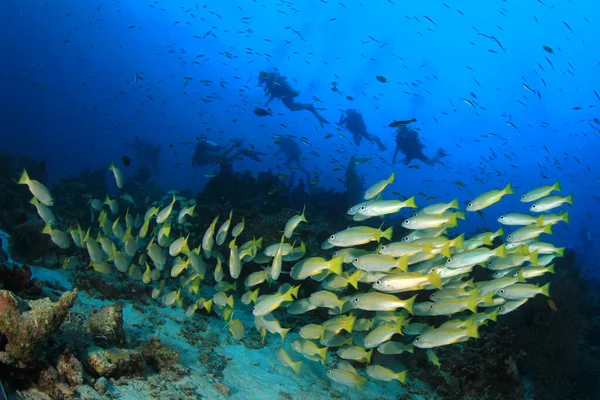 Подводное Фото Группы Водолазов Глубине Синего Моря — стоковое фото