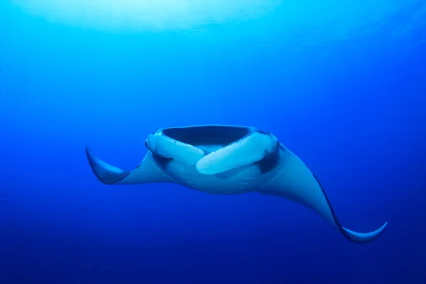 Zbliżenie Płaszczki Ryby Błękitnym Świetle Morza — Zdjęcie stockowe