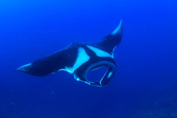 Gros Plan Des Poissons Raies Dans Lumière Bleue Mer — Photo