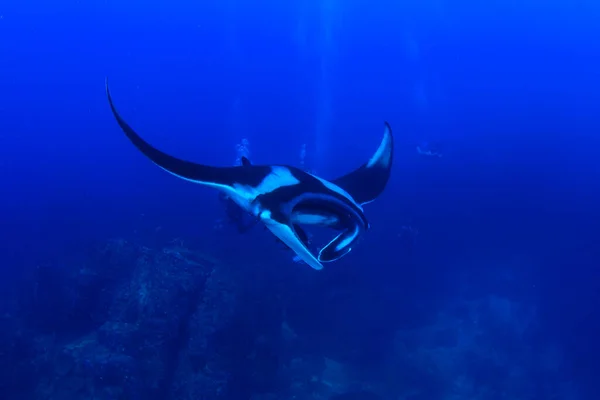 Zbliżenie Płaszczki Ryby Błękitnym Świetle Morza — Zdjęcie stockowe