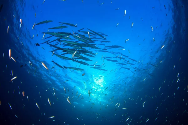 Zeebewoners Met Onderwater Scene Diepblauwe Oceaan — Stockfoto