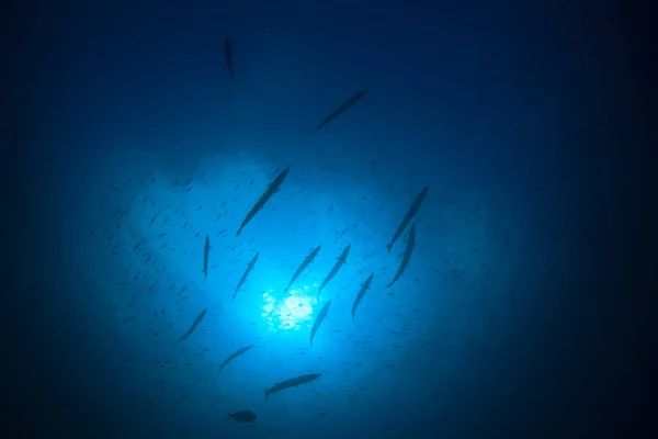 Morskich Mieszkańców Podwodnej Sceny Głębokim Błękitnym Oceanie — Zdjęcie stockowe