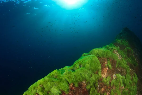 Sjøfolk Med Undervannsscene Dypeste Blå Hav – stockfoto