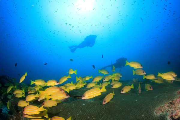 Photo Sous Marine Groupe Plongeurs Dans Profondeur Mer Bleue — Photo