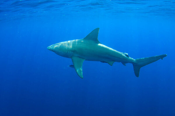 Underwater Shark Diving Water Stock Picture