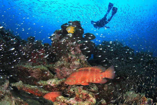 Foto Subaquática Mergulhador Profundidade Mar Azul Imagens De Bancos De Imagens