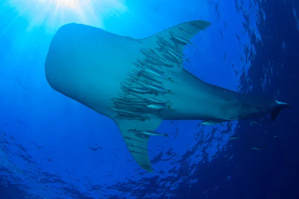 Habitantes Marinhos Com Tubarão Oceano Azul Profundo Fotos De Bancos De Imagens