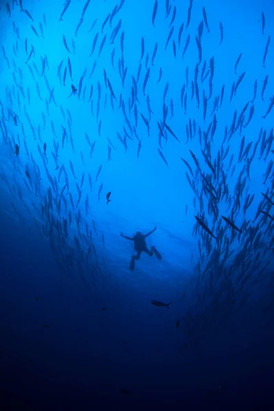 Foto Subaquática Mergulhador Profundidade Mar Azul Fotos De Bancos De Imagens Sem Royalties