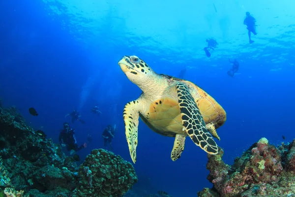 Unterwasserfoto Von Tauchergruppe Und Schildkröte Der Tiefe Des Blauen Meeres lizenzfreie Stockfotos