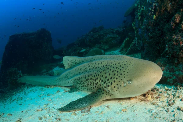 Peixes Marinhos Enormes Profundidade Oceano Imagens De Bancos De Imagens Sem Royalties