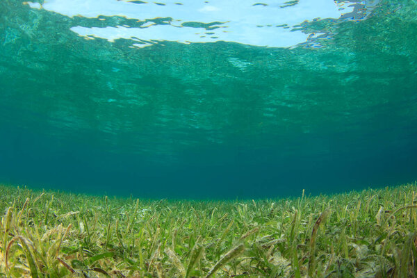 Marine Algae Depth Ocean Stock Image