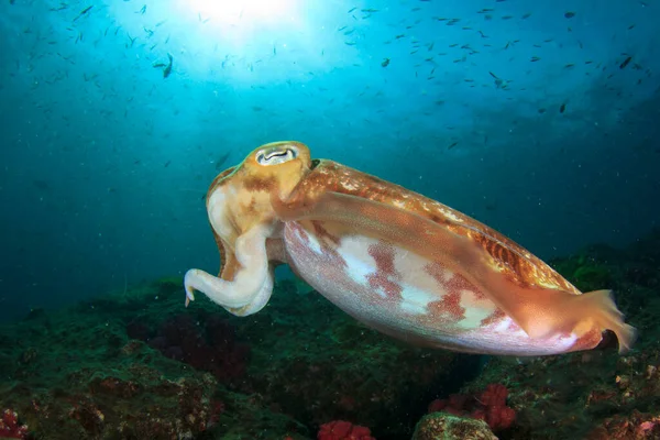 Faarao Cuttlefish Merenpohjassa kuvapankkikuva