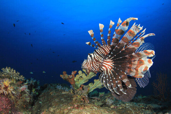 Giant Fish Depth Ocean Royalty Free Stock Images