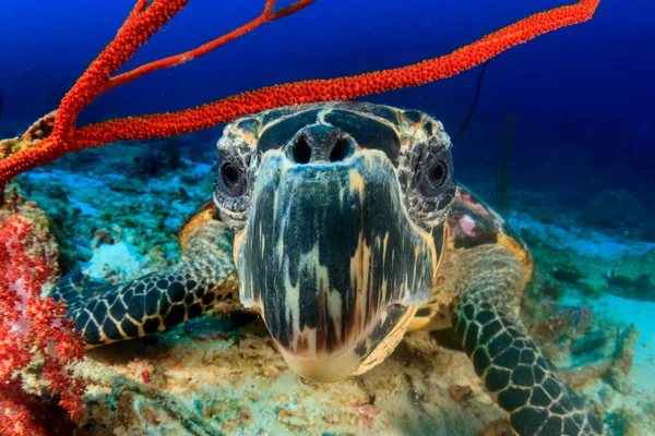 Kjempeskilpadde Naturlig Havmiljø stockbilde