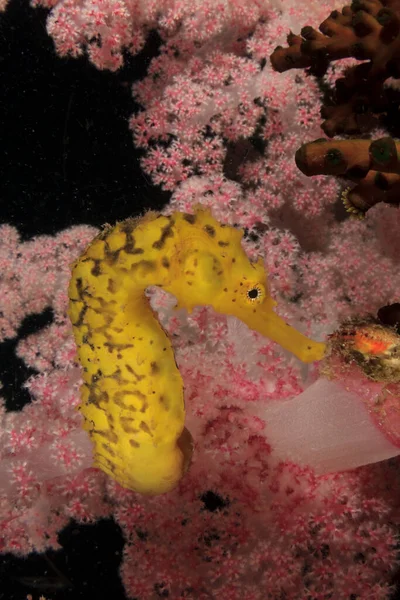 Unterwasser Seekorallenriff Mit Seepferdchen Tiefen Wasser Stockbild