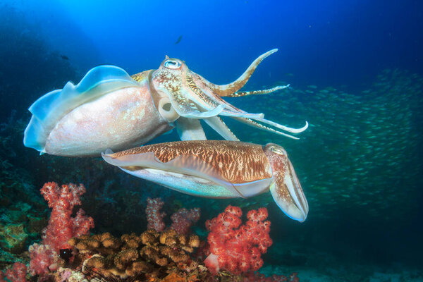 Pharaoh Cuttlefish Pair Mating Stock Picture