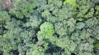 Yazın dağın havadan görünüşü. Ormanların tahrip konsepti