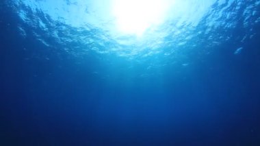 Okyanusun güzel sualtı manzarası