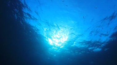 Derin mavi okyanusta sualtı manzaralı deniz sakinleri