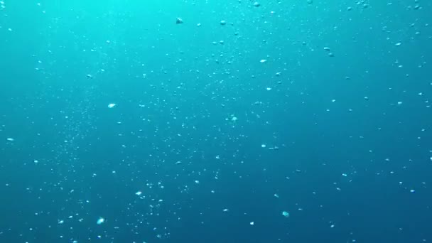 Beautiful Underwater Landscape Ocean — Stock Video