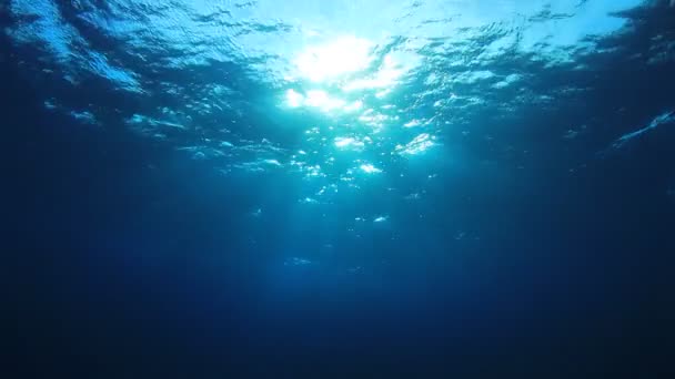Vacker Undervattens Landskap Havet — Stockvideo