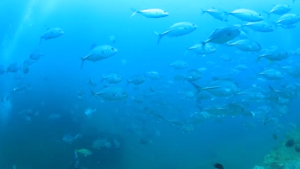 Meeresbewohner Mit Unterwasserszene Tiefblauen Ozean — Stockvideo