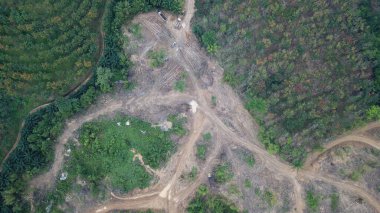 Yazın ağaçlarla kaplı dağın havadan görünüşü